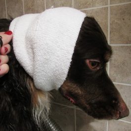 Happy Hoodie – ‘קפוצ’ון’ לכיסוי אוזני הכלבים גם בזמן היבוש